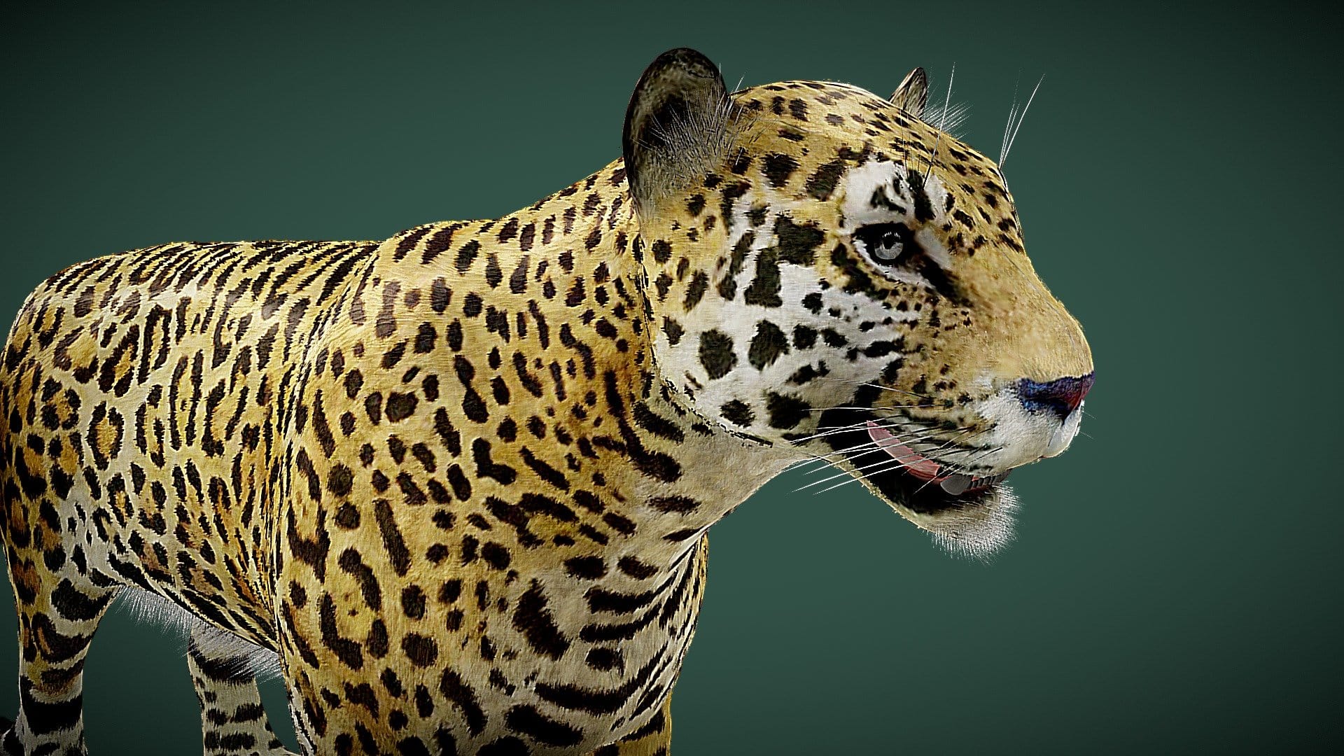 Leopard