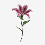 Lily flower 02