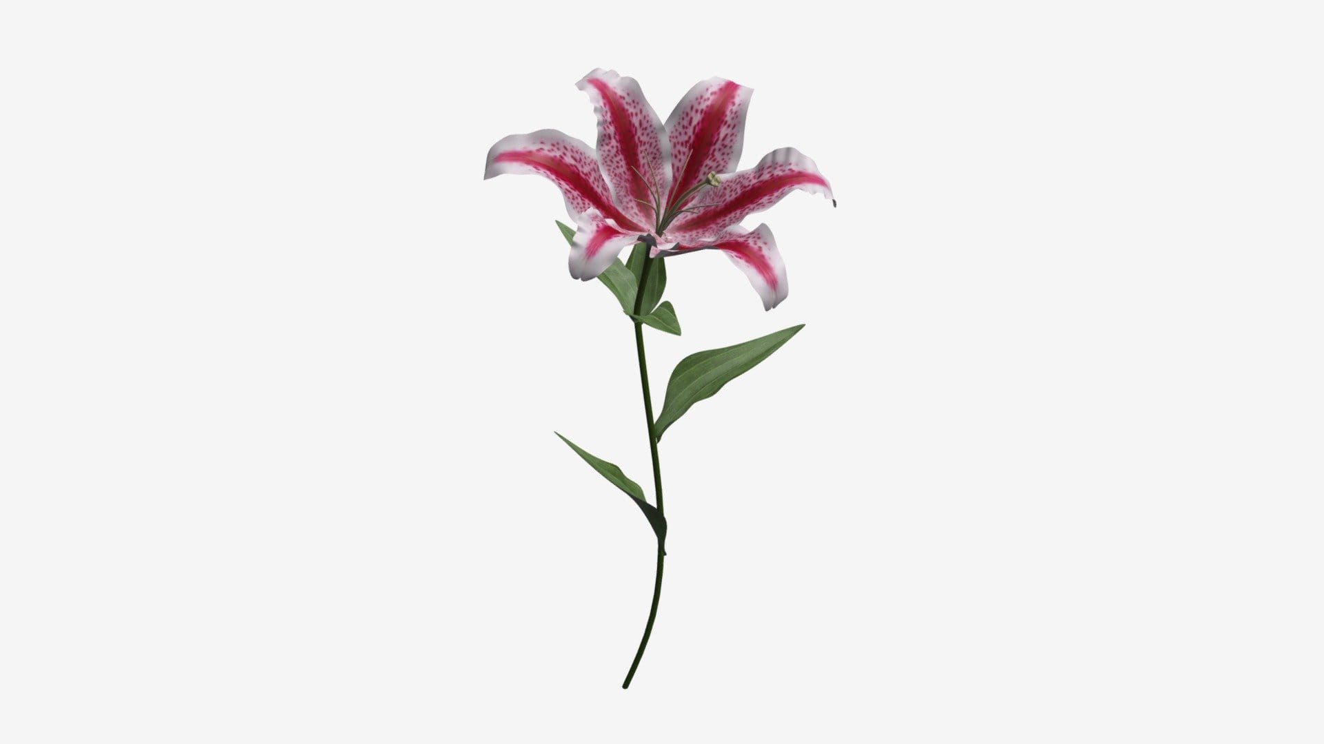 Lily flower 02