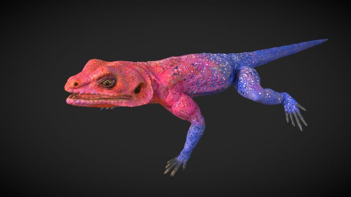 low poly detailed agama mwanzae model 3d model