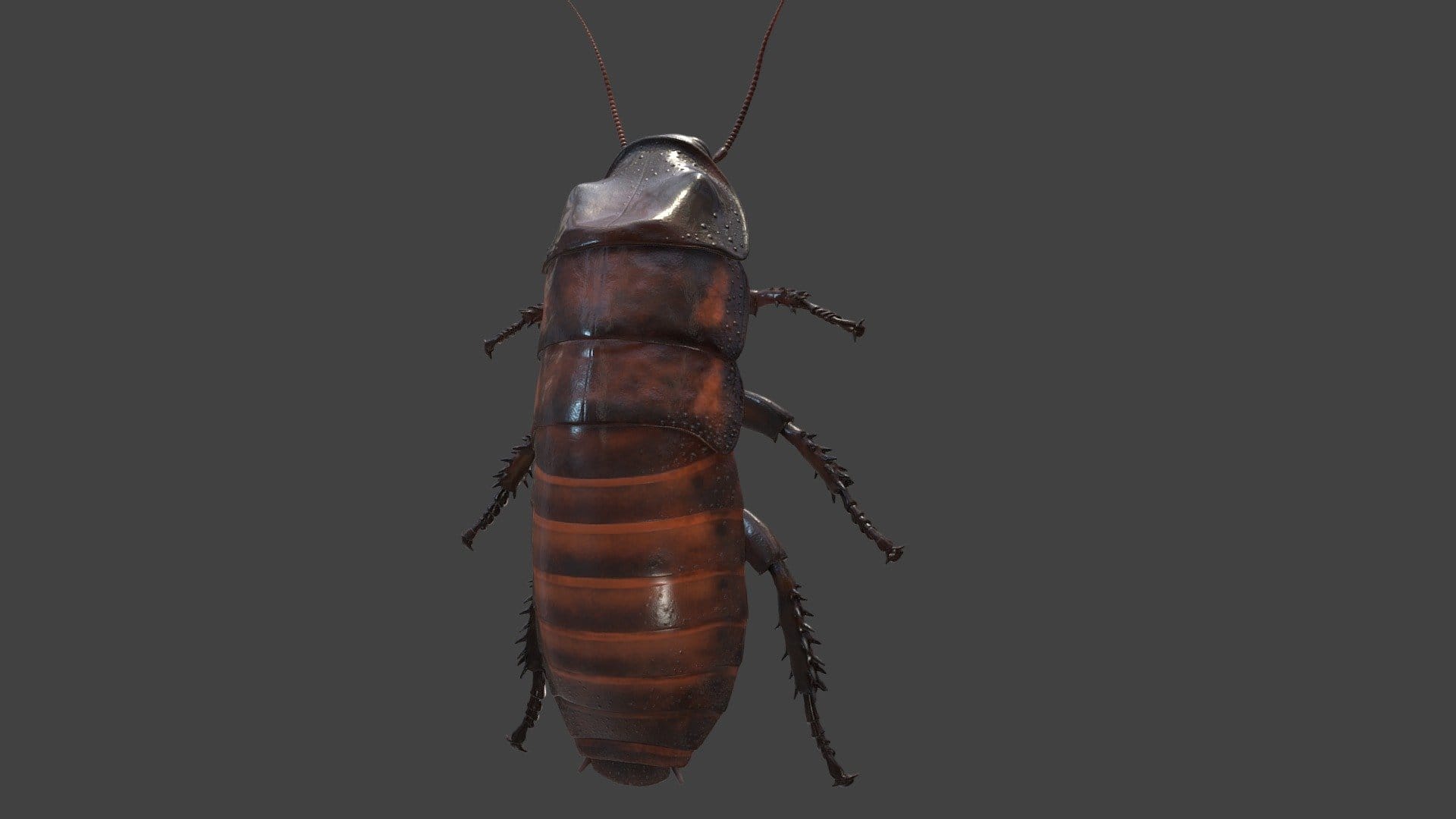 Madagascar Hissing Cockroach – Cinema Quality