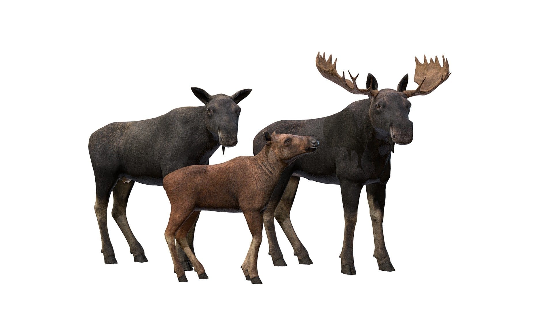 Moose Family