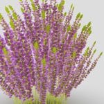 nature plant 3d model