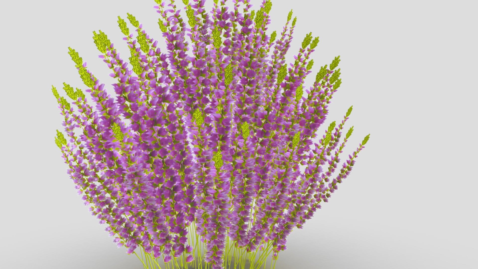 Nature Plant
