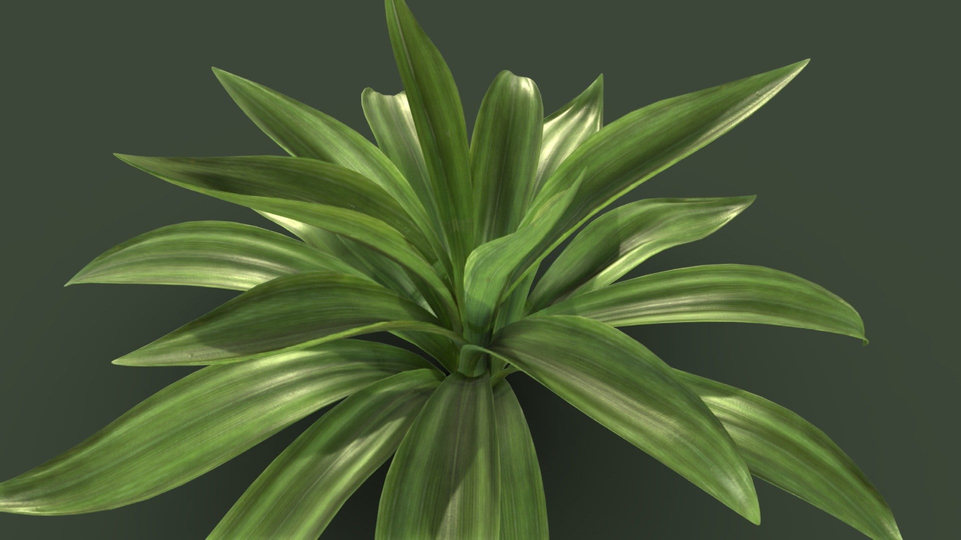 Nature Small Plant