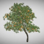 orange fruit flower tree 3d model