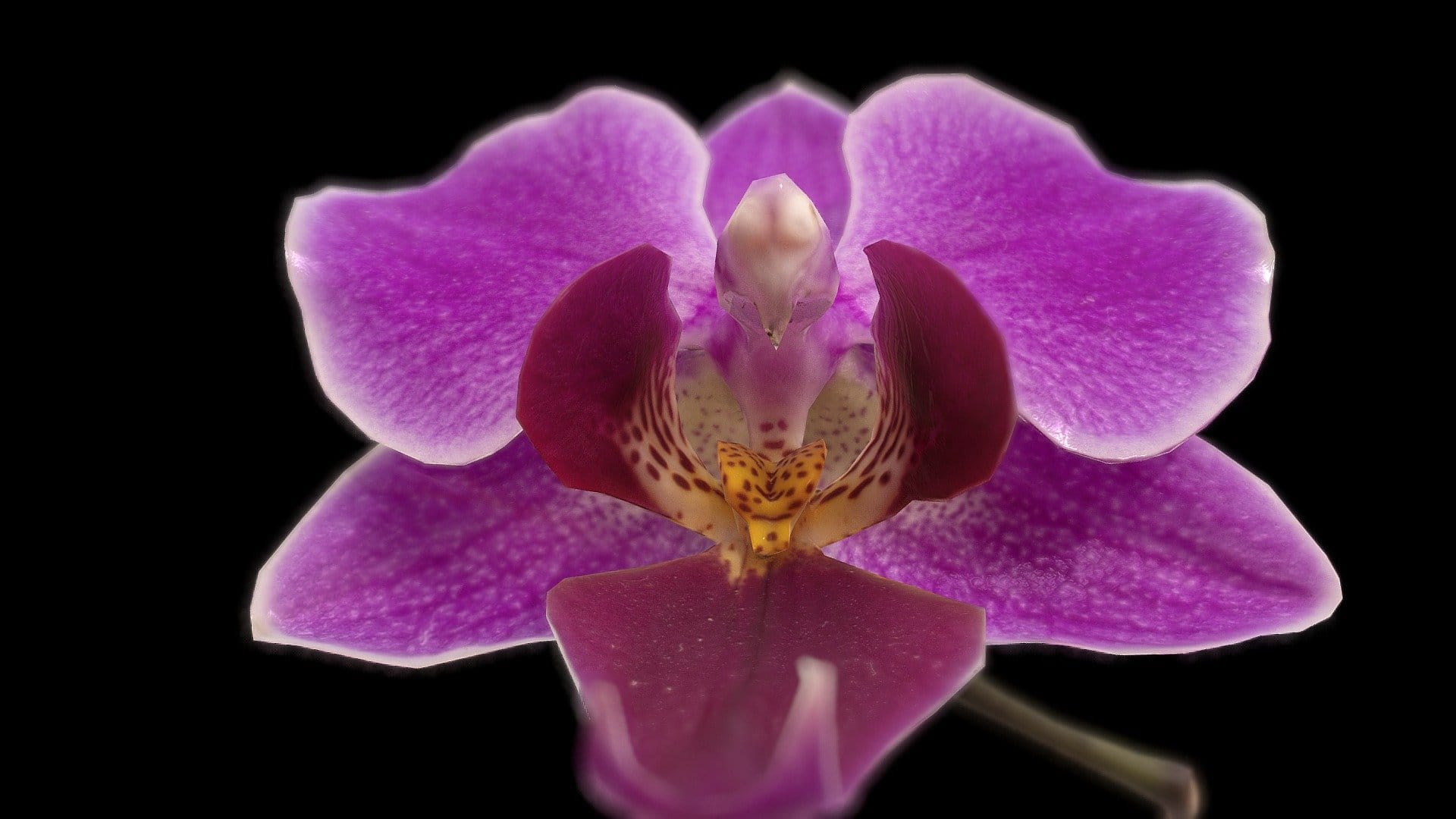 Phalaenopsis anatomy-Photogrammetry on an Orchid