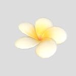 Plumeria Flower