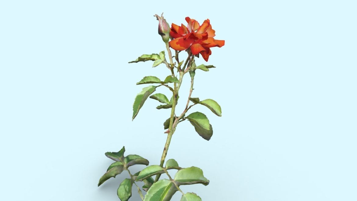red rose photogrammetry flower nature 3d model