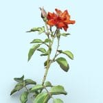 Red Rose – Photogrammetry Flower Nature