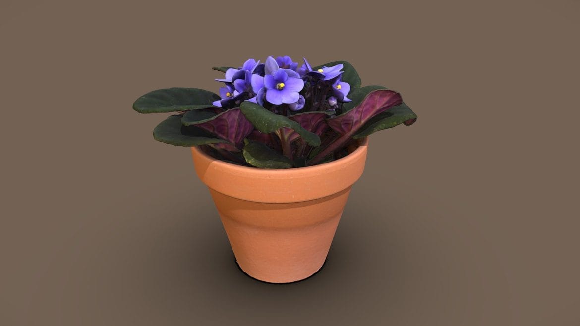 saintpaulia flower 3d model