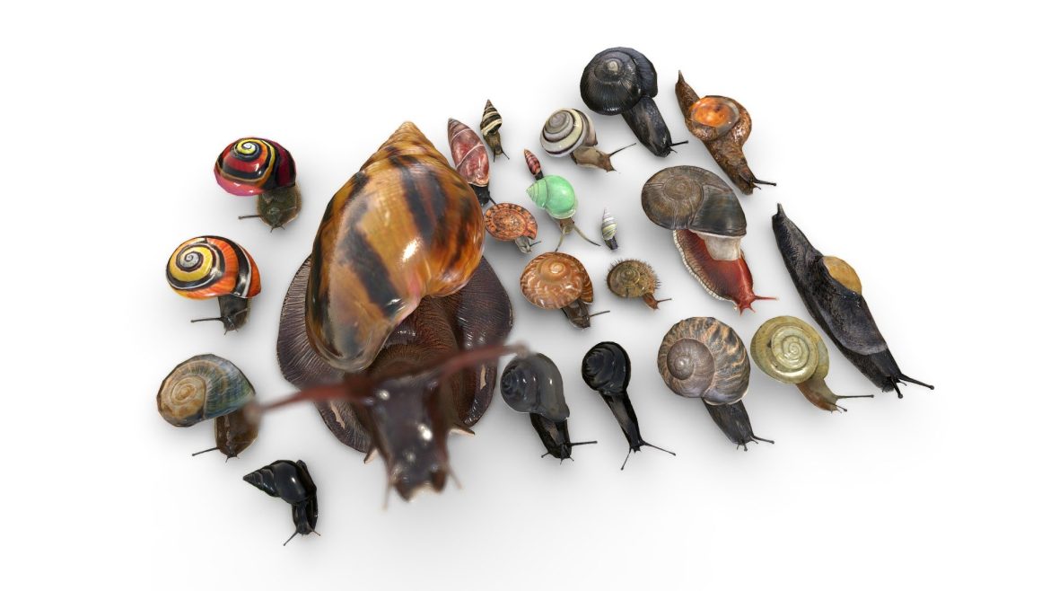 a collection of snails from around the world 3d model