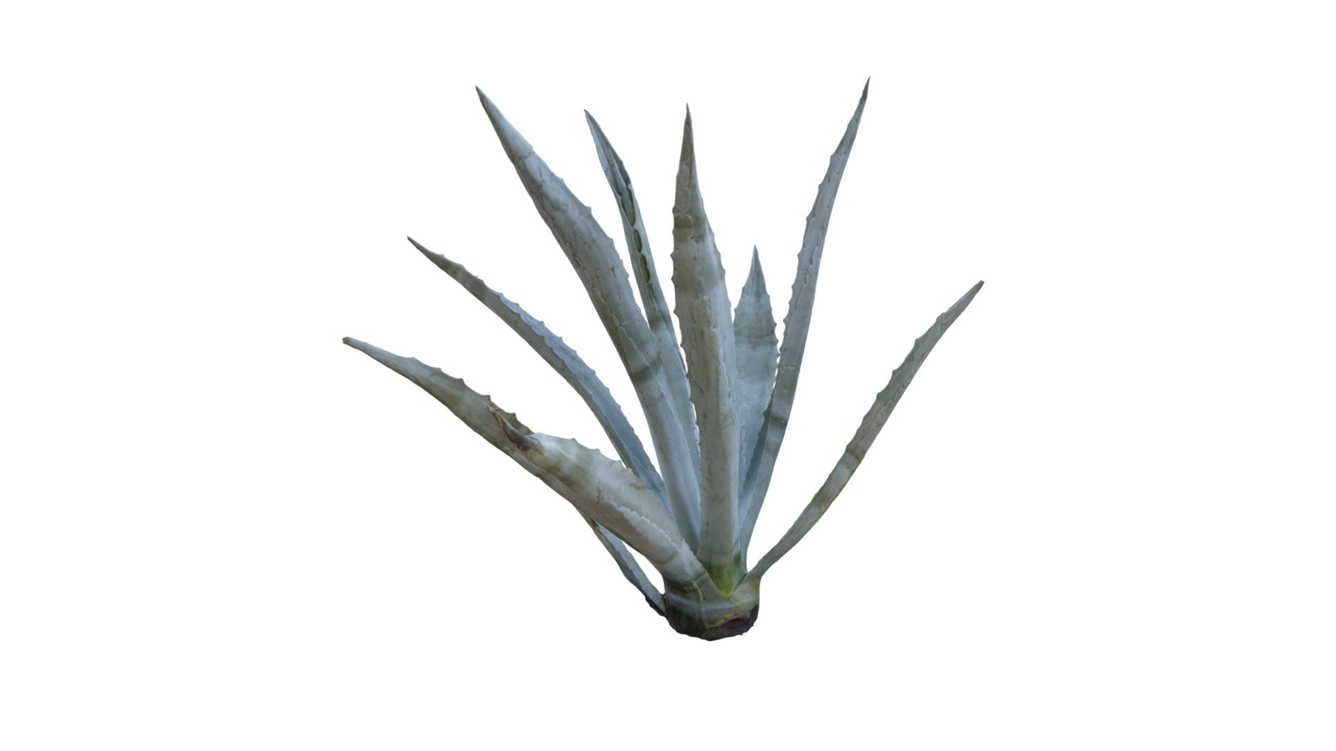 Agave Plant