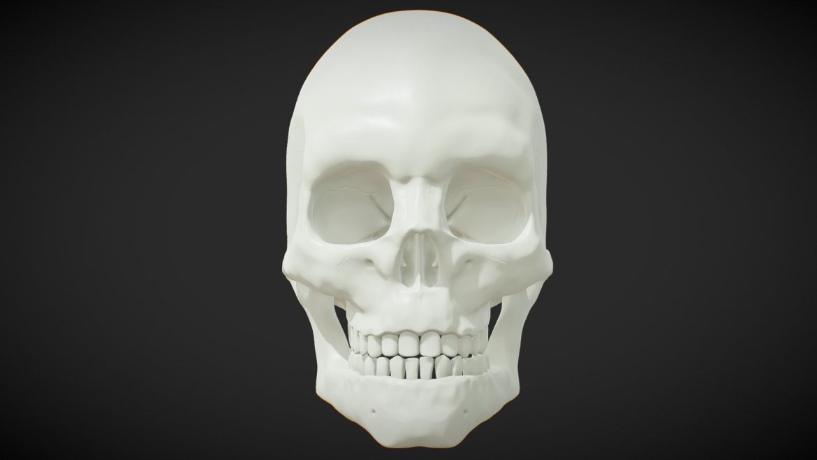 Anatomical Human Skull 3d Model - High poly anatomical human male skull 3D model sculpted in ZBrush, showcasing intricate bone details and realistic texture for educational and artistic use.