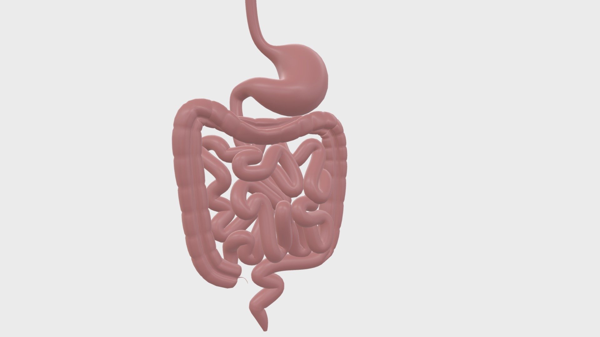 Anatomy – Digestive Gastrointestinal Tract 2