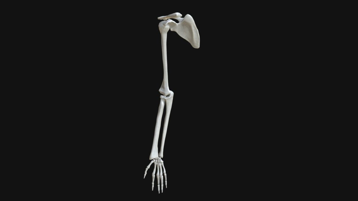 Anatomy - Hand and arm bones - deep3dsea