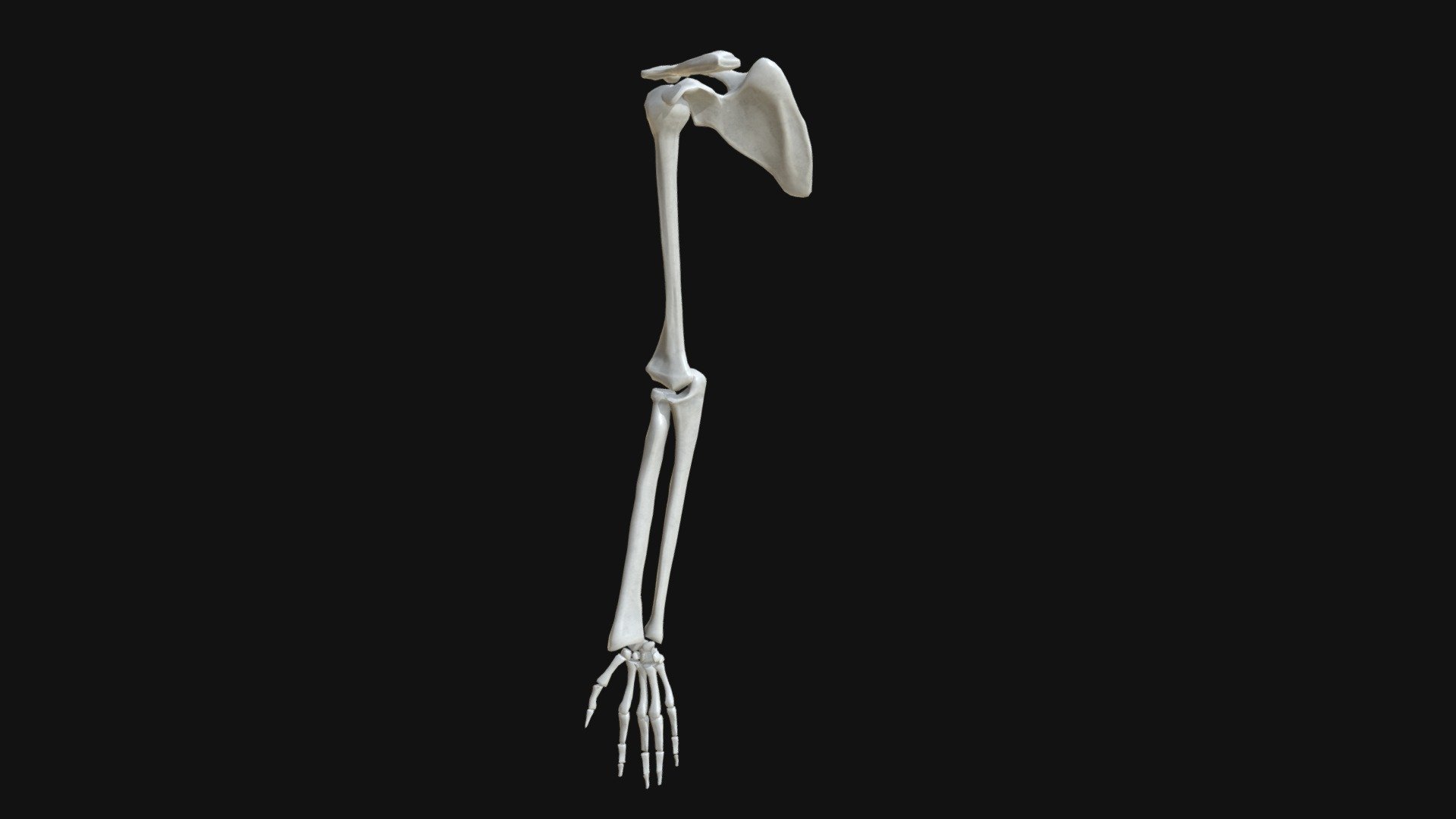 Anatomy – Hand and arm bones
