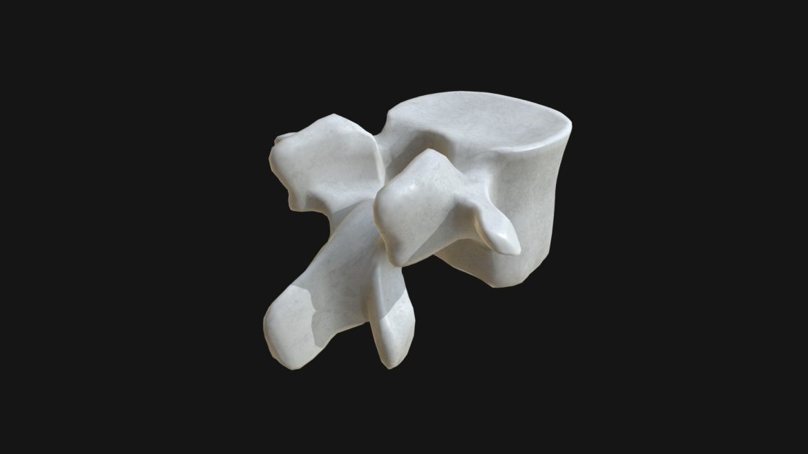 anatomy lumbar vertebra 3d model