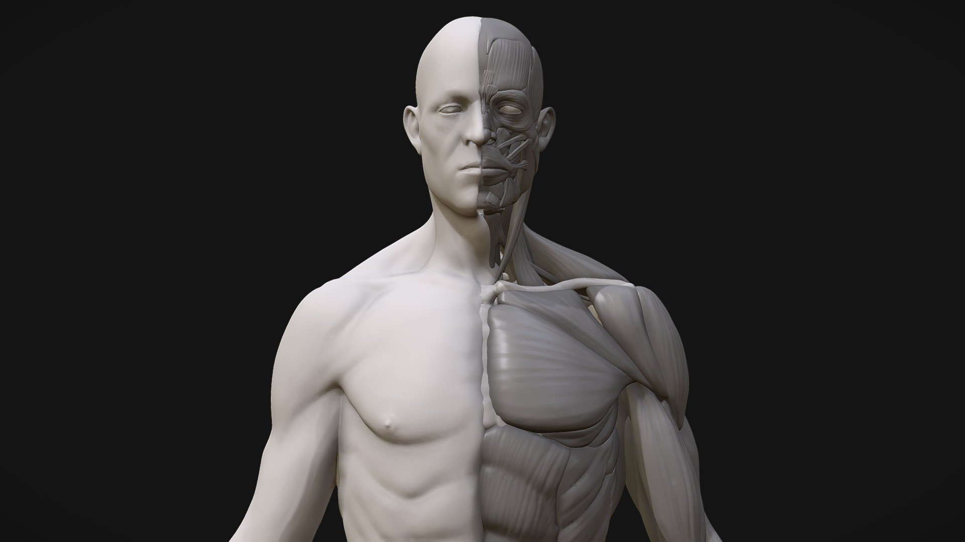 Anatomy2