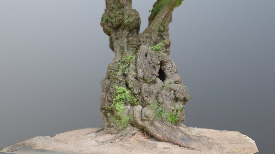ancient tree high res 3d model