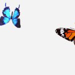 Animated Low Poly Art Several Butterflie Insect