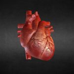 animation human heart 3d model
