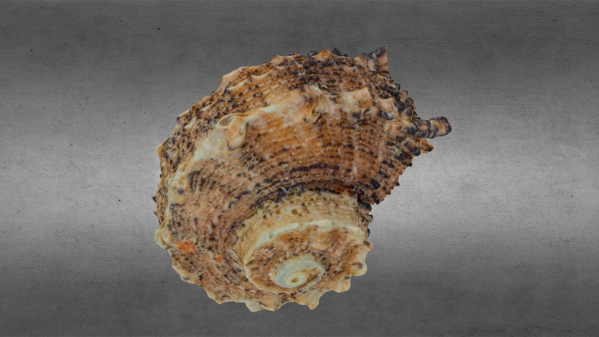 Apple Murex Shell 3d scan