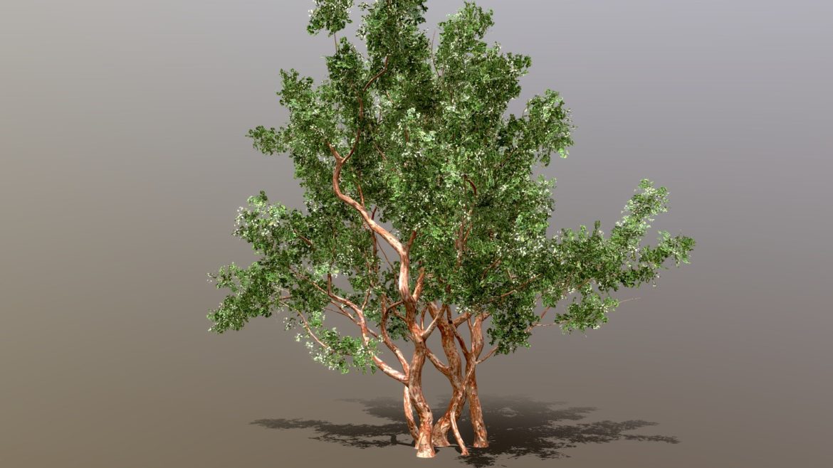 arrayan luma apiculata low poly 3d model