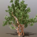 arrayan luma apiculata low poly 3d model