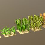 Barley Cartoon With Stage Of Grow