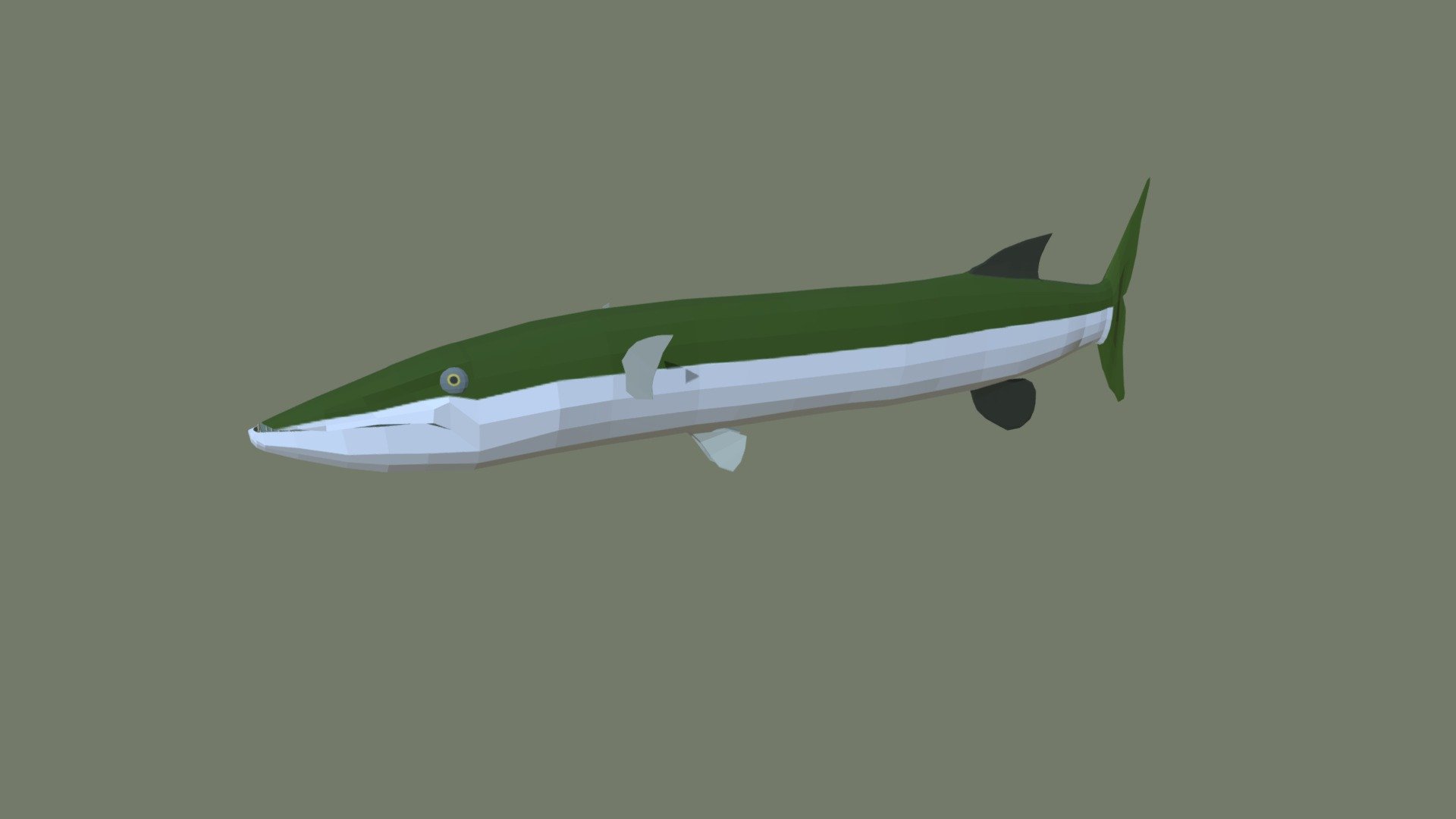 Barracuda Swimming