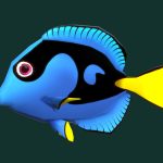 Blue Tang Fish