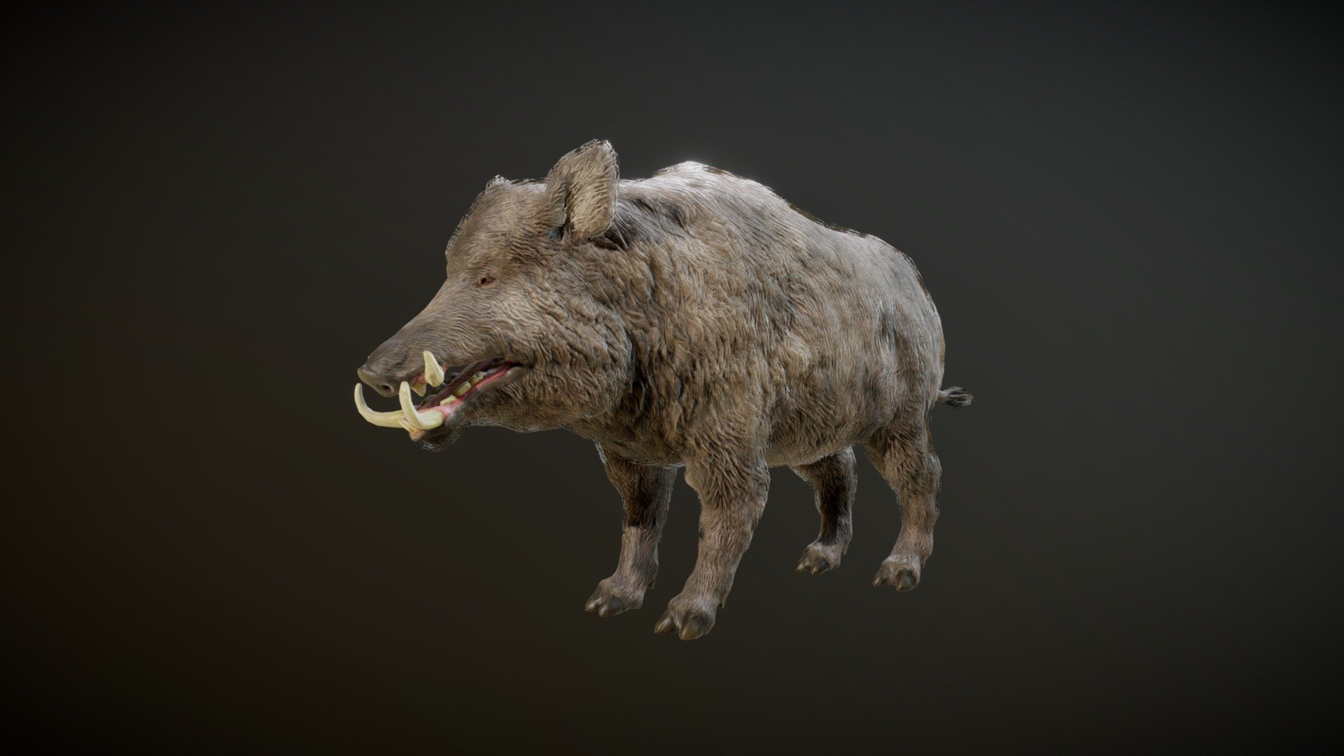 BOAR ANIMATIONS