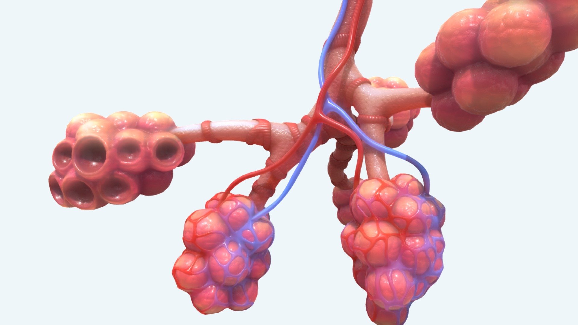 Bronchi Alveoli
