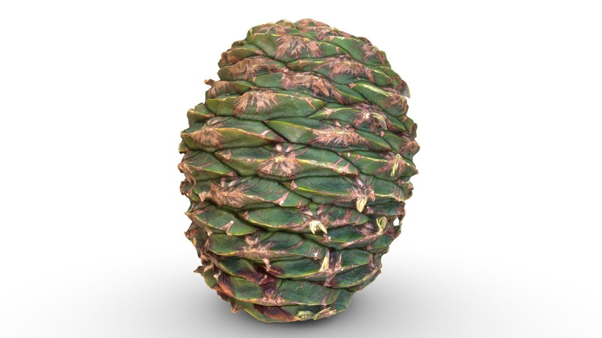 bunya bunya cone 3d model
