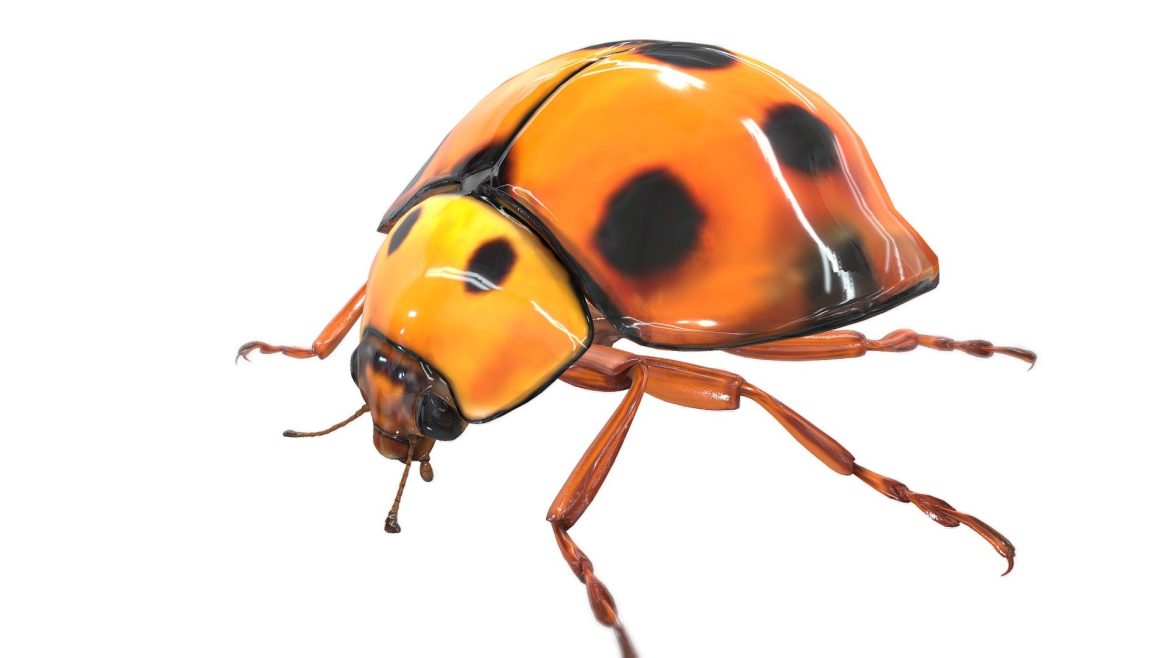 callicaria superba 3d model