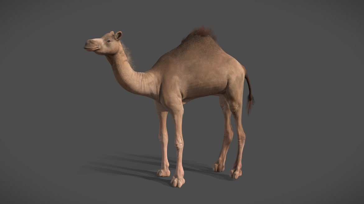 camel 3d model