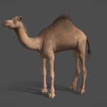 Camel
