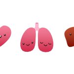 Cartoon Organs: Part 1