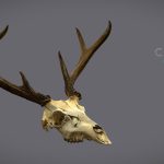 CD_Deer_Skull_Scan