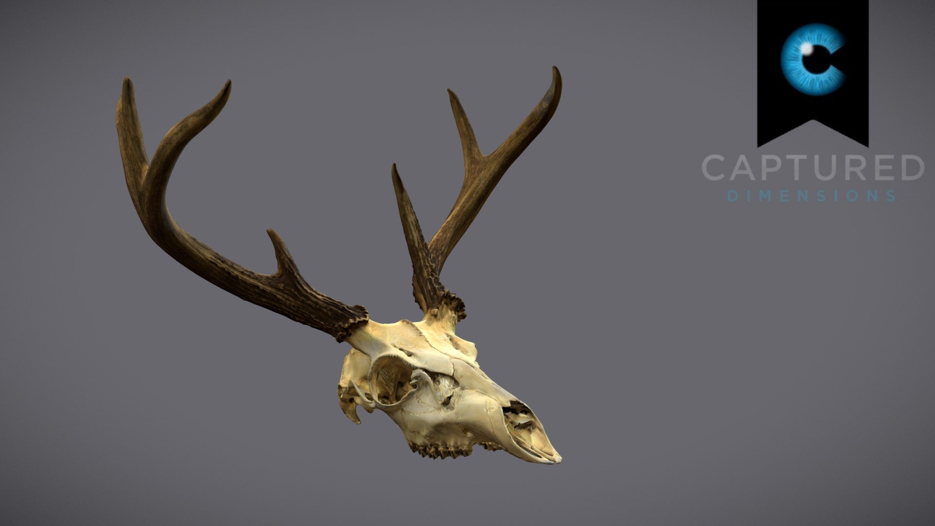 CD_Deer_Skull_Scan