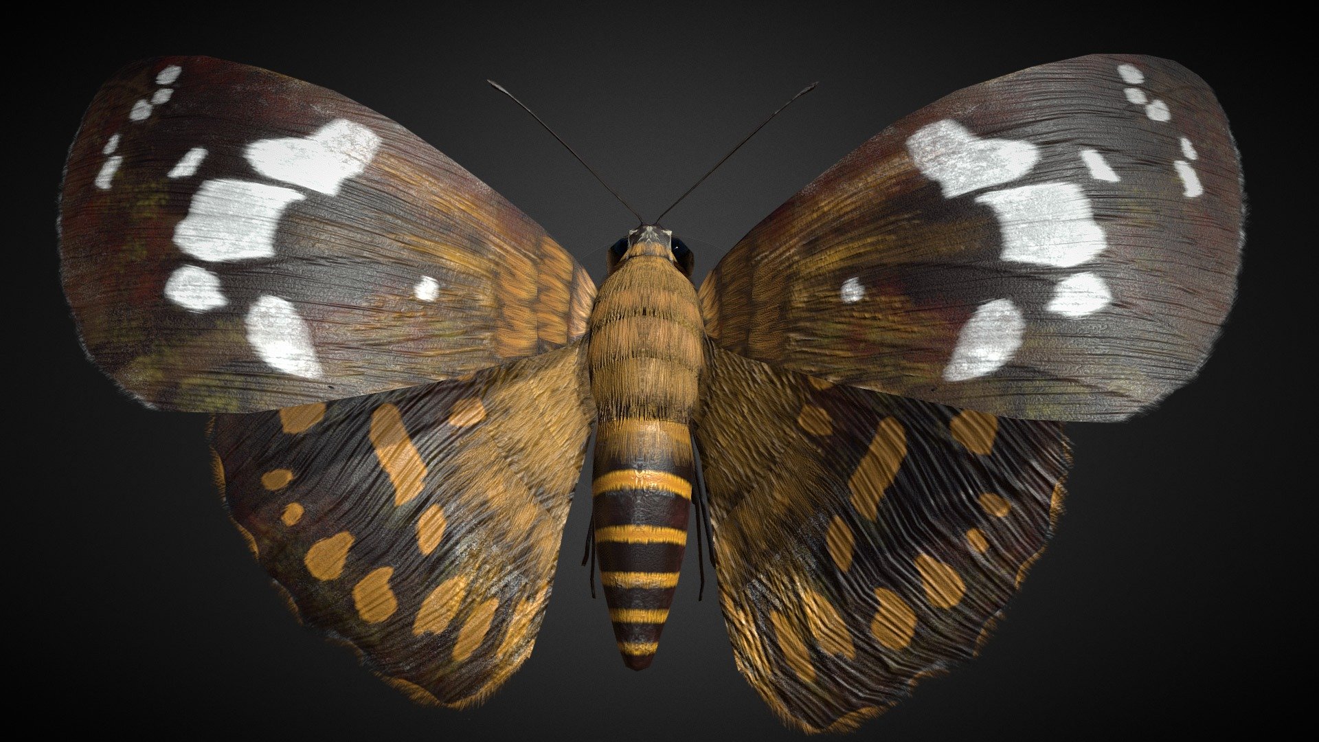 Celaenorrhinus Taiwanus Rigged