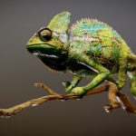 chameleon sculpt 3d model