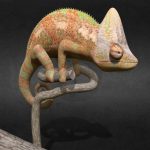 Chameleon