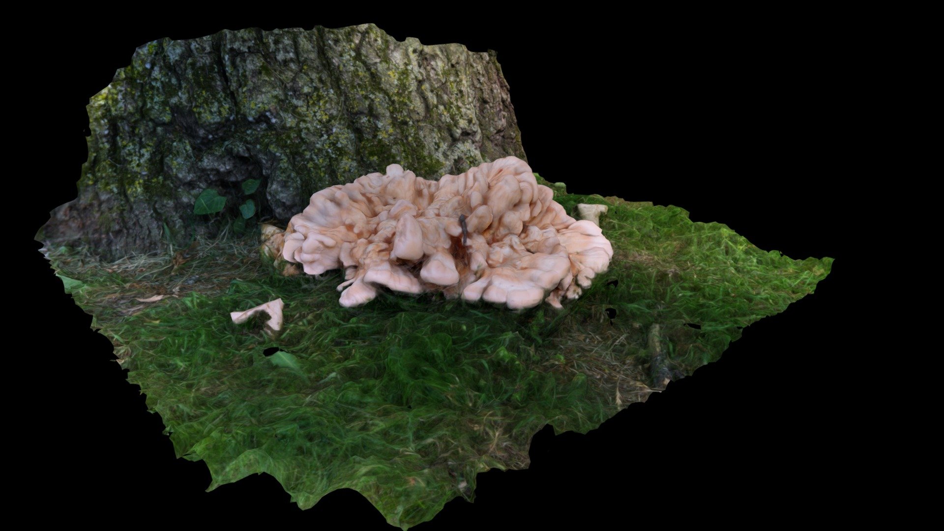 Chicken of the Woods