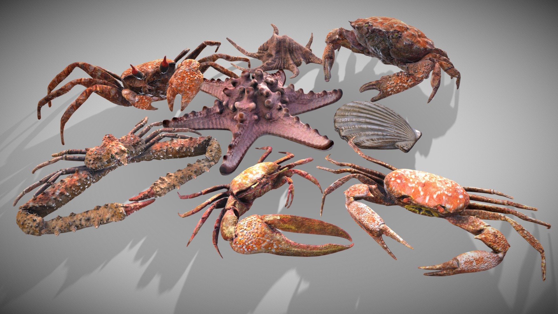 Composition Shellfish