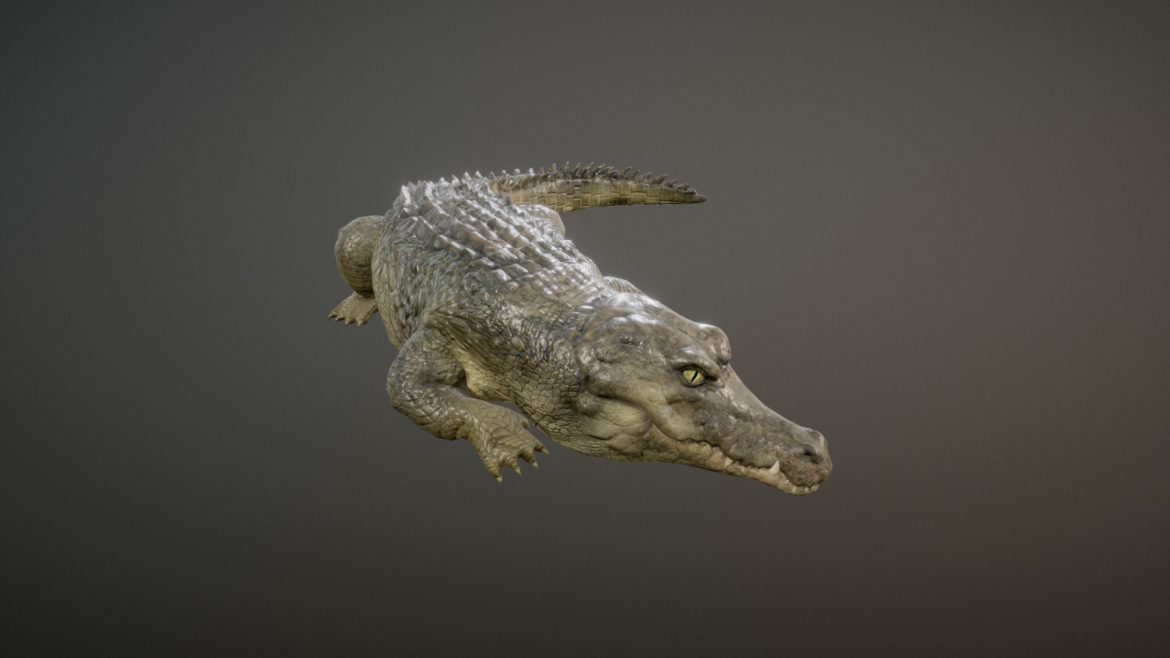 crocodile animations 3d model