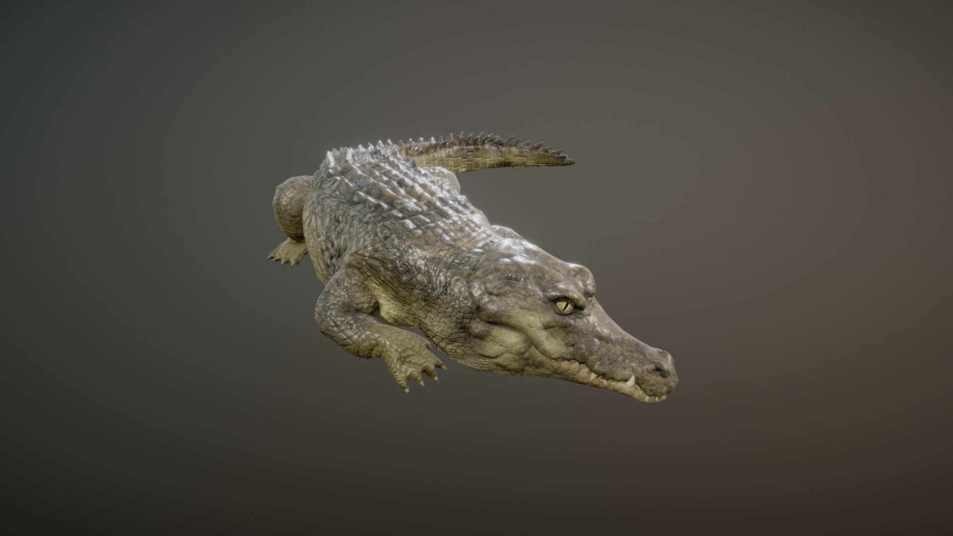 CROCODILE ANIMATIONS
