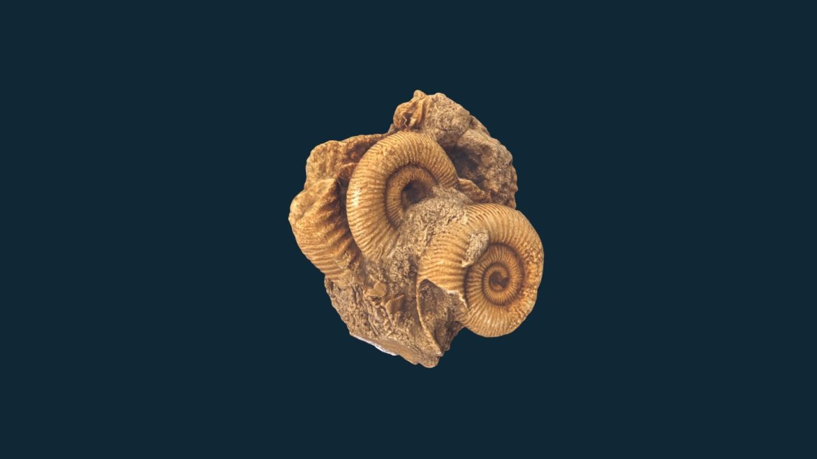 dactylioceras commune 3d model