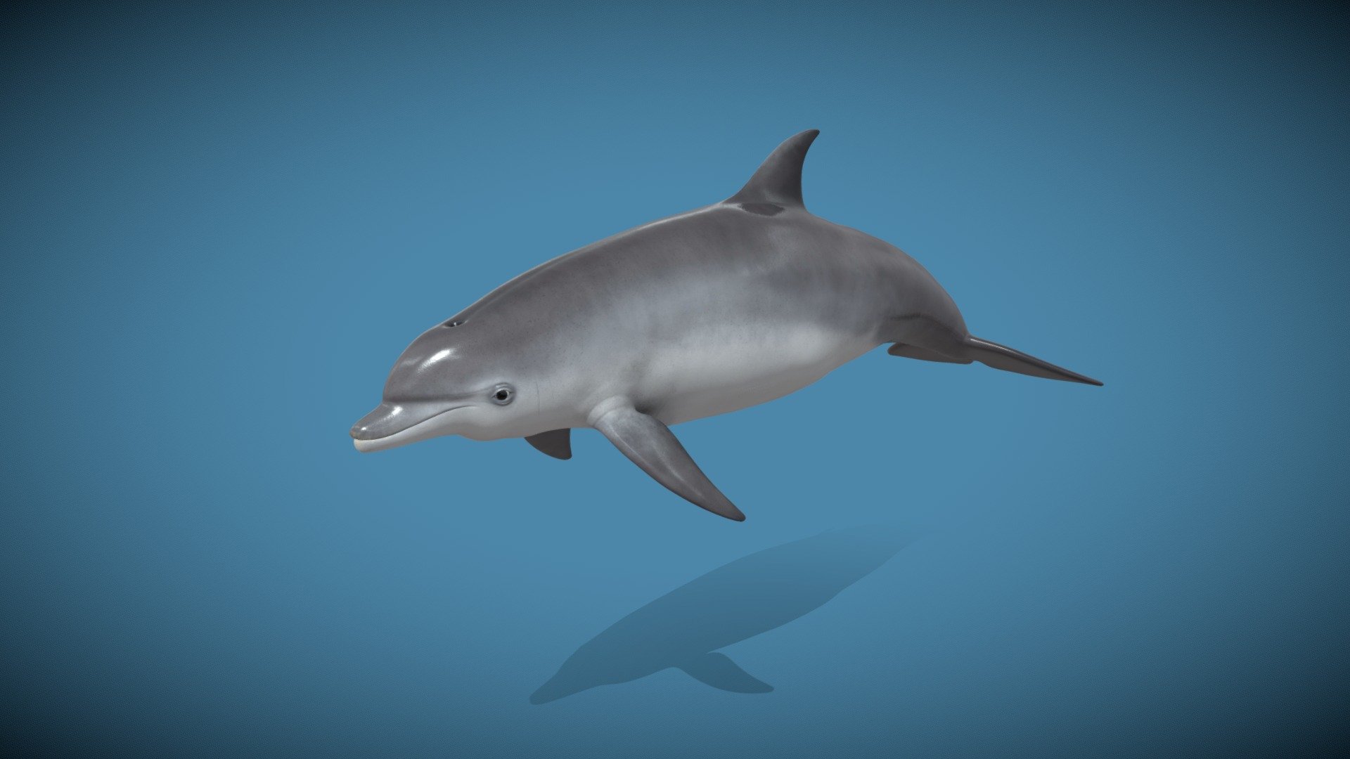 Dolphin
